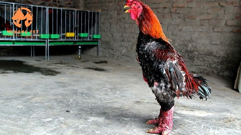Gà đông tảo trông oai phong lực lưỡng, có bộ chân to, chắc khỏe, thịt thơm ngon